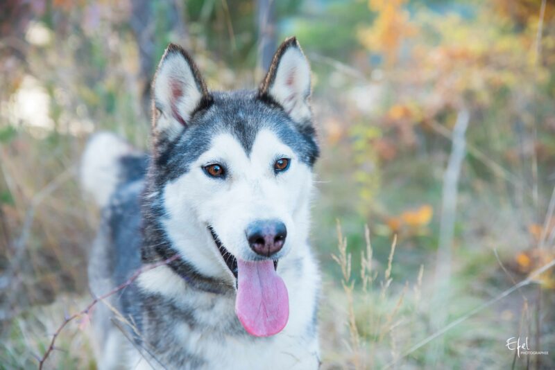 portrait chien husky photographe animalière gap
